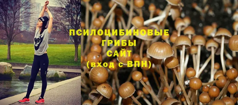 Псилоцибиновые грибы Psilocybe  shop клад  Коркино 