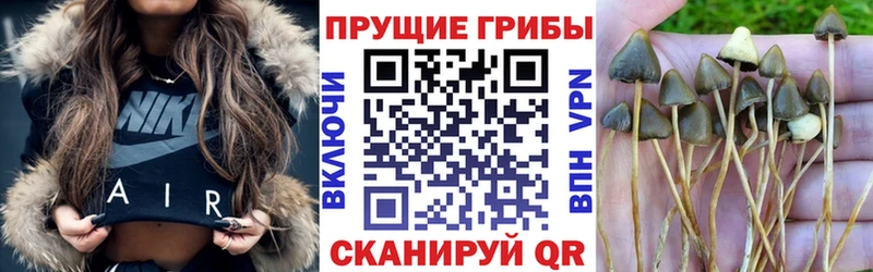 Псилоцибиновые грибы Psilocybine cubensis  Коркино 